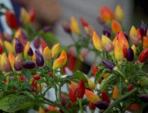 Chilli Buds