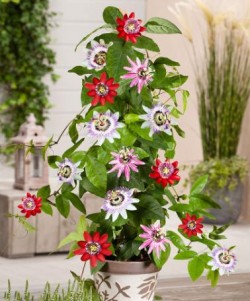 Passion Flower Collection ‘Tricolor’ – Climbing plants