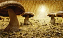 Carl Warner’s mushroom landscape on Countryfile