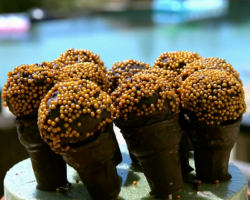 Tilly’s microphone cakepops for the Vamps on Matilda and the Ramsay Bunch