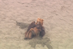 Brown bear nursing three young bears on Wild Alaska Live