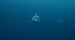 Shark feeding on salmon in the ocean on Wild Alaska Live