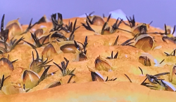 Phil Vickery’s focaccia bread with oil, vinegar and Terry’s garlic on This Morning